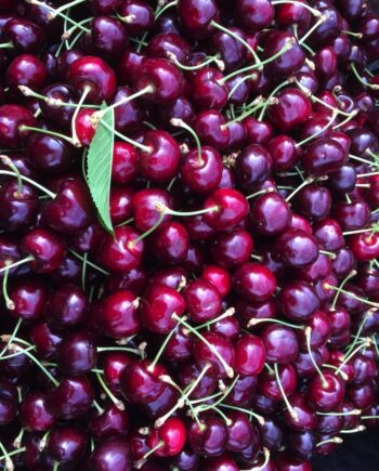 Bing Sweet Cherries 18 lb. Box