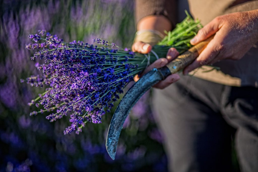 Lavender Bunches on Stem – SOS Chefs