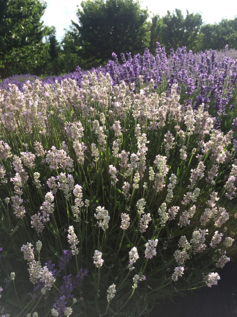 Always from the latest harvest! Culinary Lavender 
