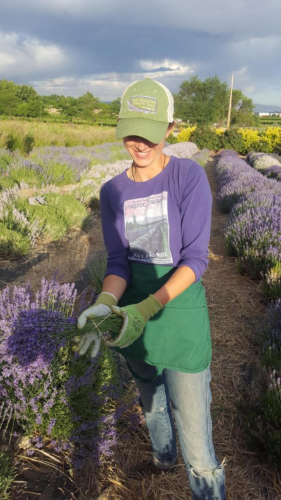 how to harvest lavender
