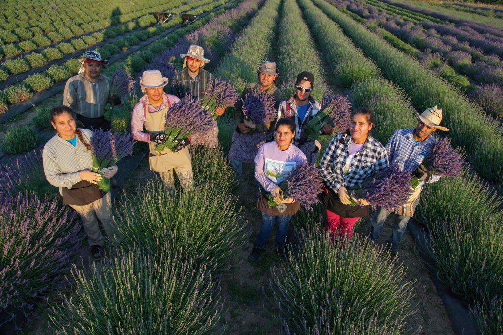 organic lavender farm helping hands