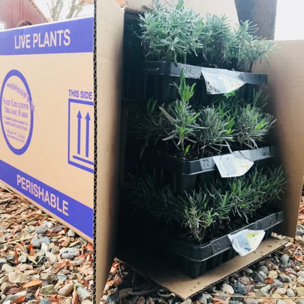 shipping lavender plants
