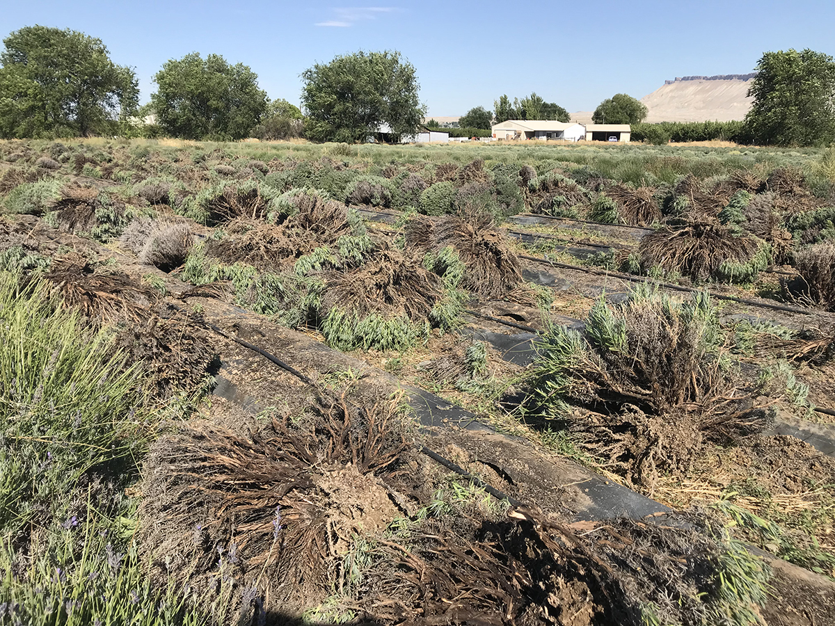 My lavender plants died. When, why and how to replant lavender Sage