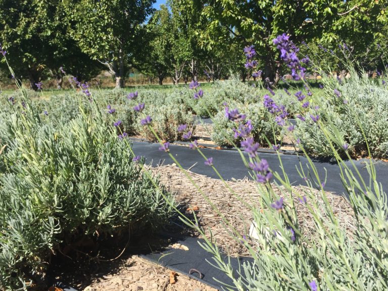 My lavender plants died. When, why and how to replant lavender Sage