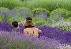 Lavender Festival Re-Imagined @ Sage Creations Organic Farm