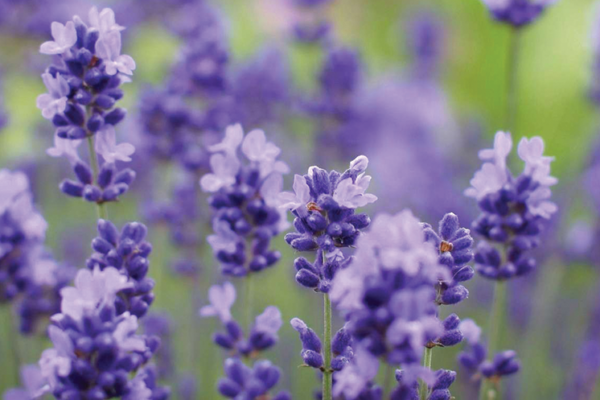 L.ang.-purple-bouquet