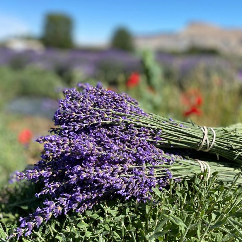 LavenderBundles LavenderBundles