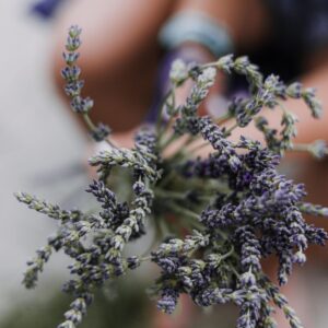 UPick Lavender Colorado