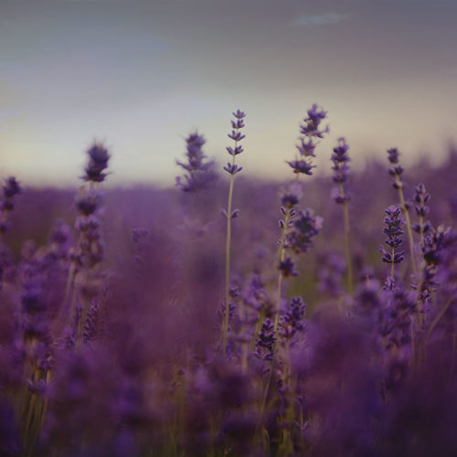 home-slider-lavender-plants-dusk