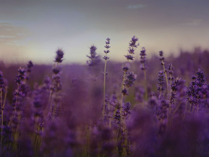 home-slider-lavender-plants-dusk