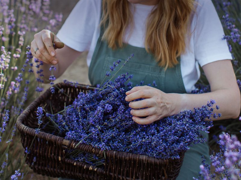 home-slider-lavender-girl-basket