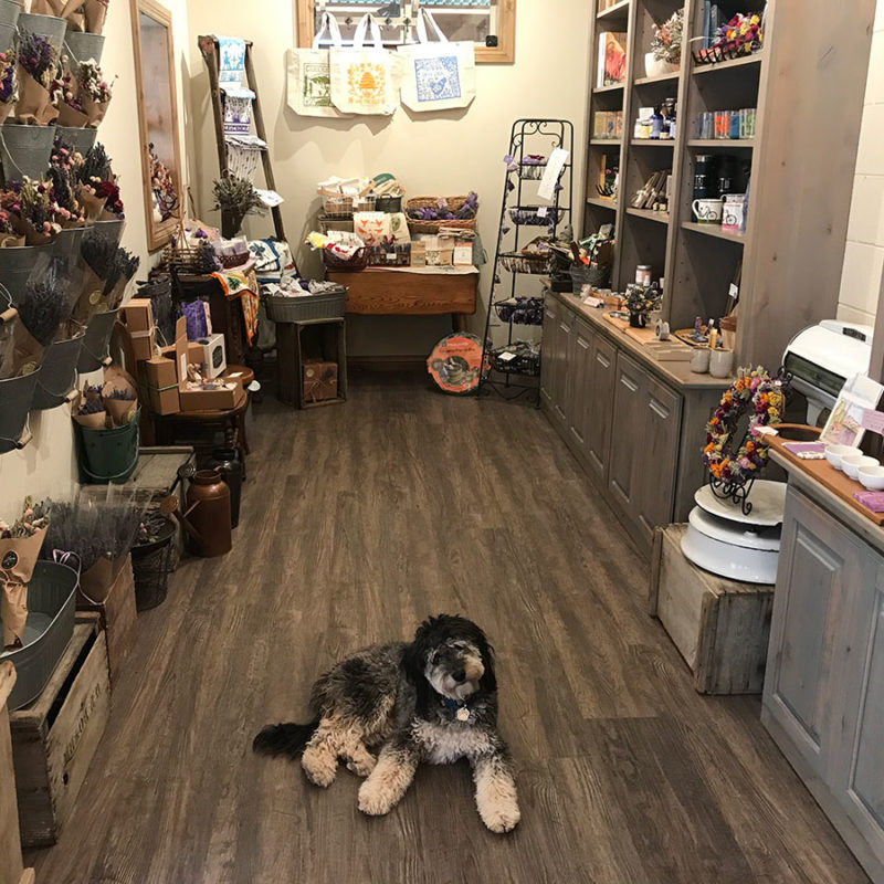 interior of boutique shop, dog laying on the floor in the foreground looking at camera