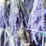 Dried Lavender FIELD Bundle - Lavandin
