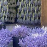 Dried Lavender FIELD Bundle - Lavandin