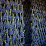 Dried Lavender FIELD Bundle - Lavandin