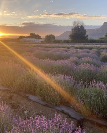 Sunset Yoga in the Lavender Fields 2025 - July 11th
