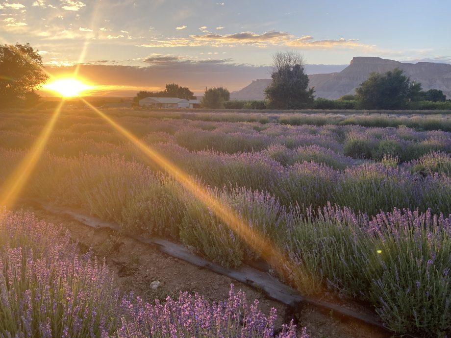 Sunset Yoga in the Lavender Fields 2025 - July 11th
