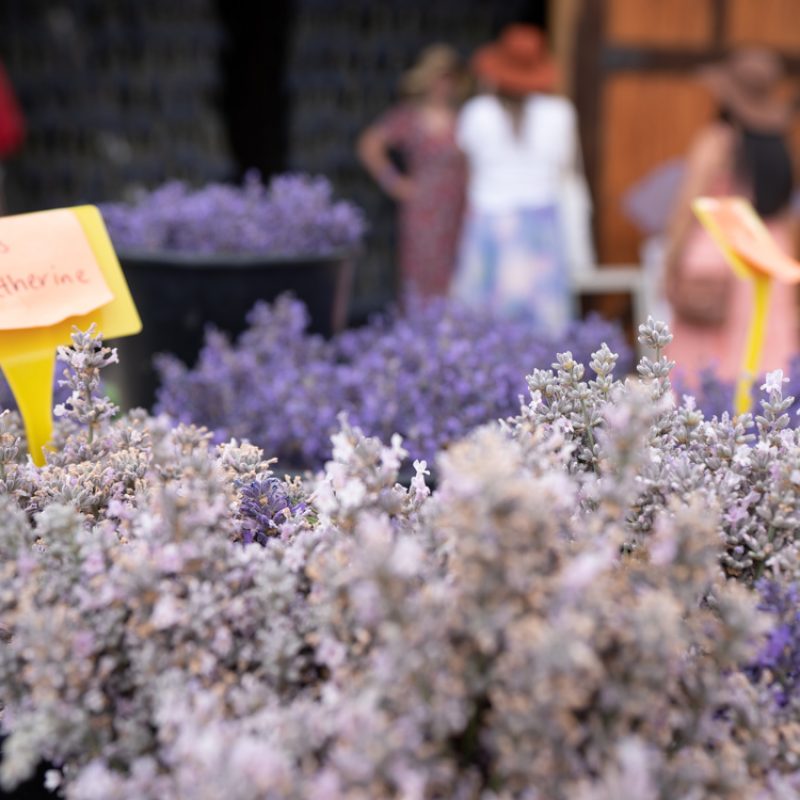 Day5fest-61 Day5fest-61