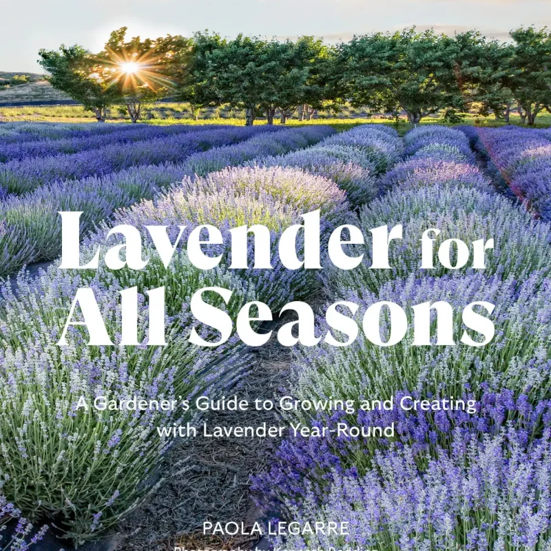 Lavender for All Seasons 01