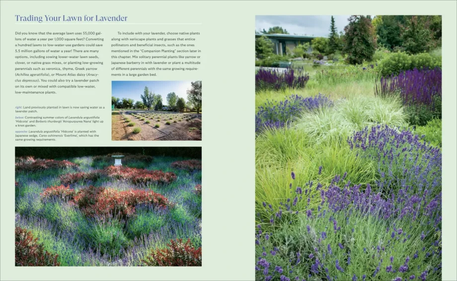 Lavender for All Seasons