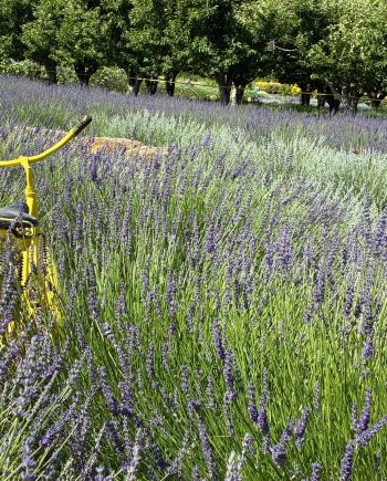 U-Pick Lavender Days 2026 Package