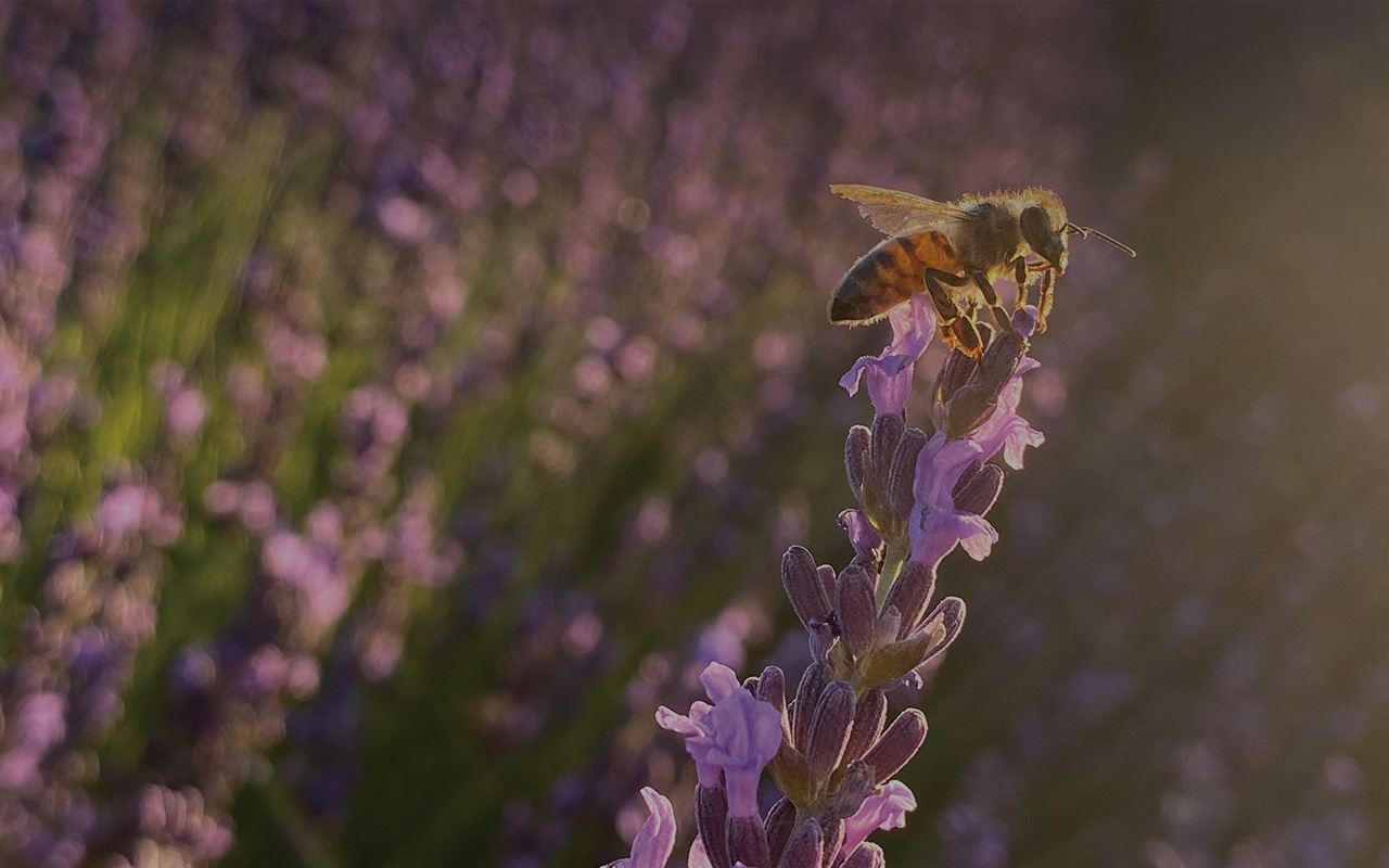 Celebrate Lavender 2026 - Explore your Senses Tour