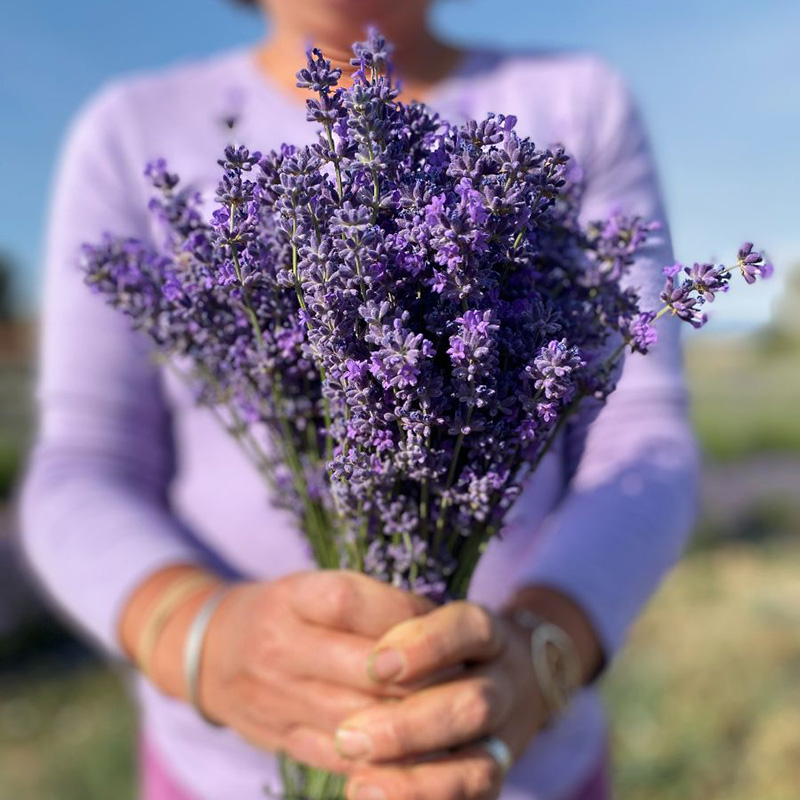 u-pick-lavender-holding-bouquet-square u-pick-lavender-holding-bouquet-square